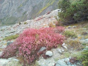 高山の植物