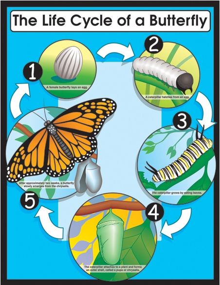 チャート The Life Cycle Of A Butterfly チョウの一生 英語教材のctm